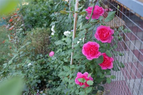 http://www.rosebook.ru/form.php?sortID=288 Parade